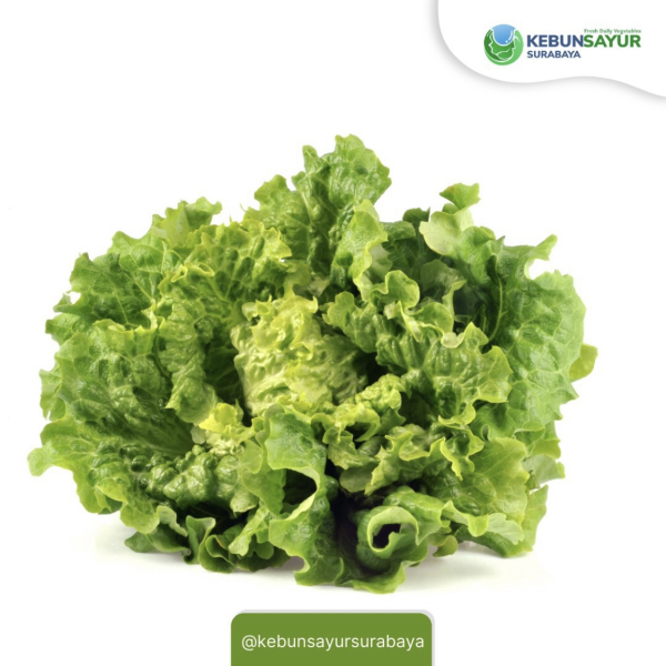 Kebun Sayur Surabaya - Image 3